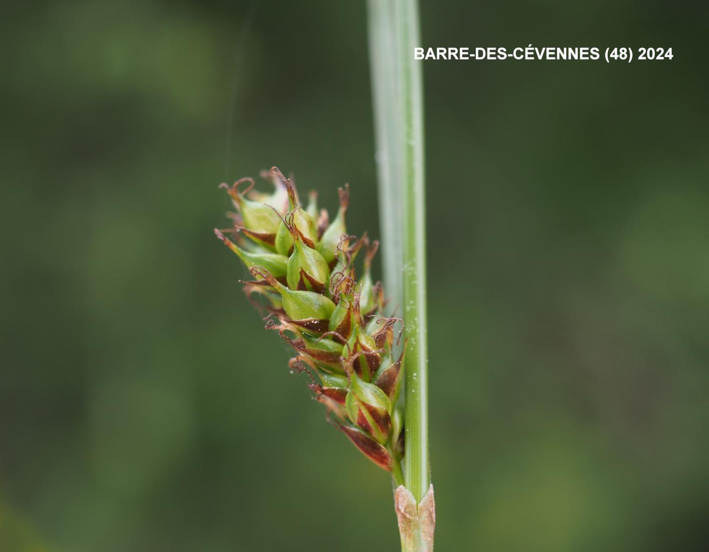 Sedge, Distant fruit